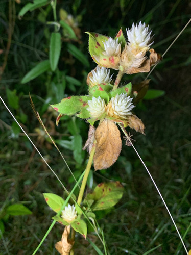 Gomphrena filaginoides (Gomphrena filaginoides)