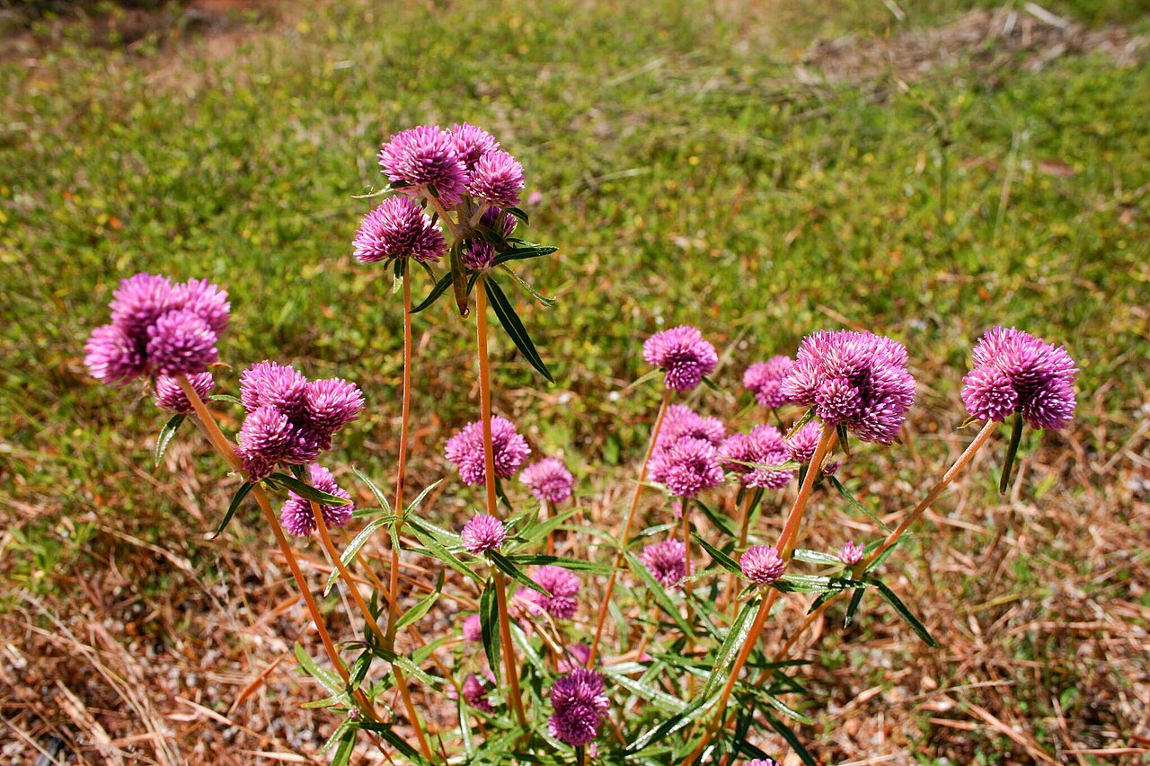 Philoxerus flaccidus: Gomphrena Weed ( Gomphrena flaccida ) in Australia