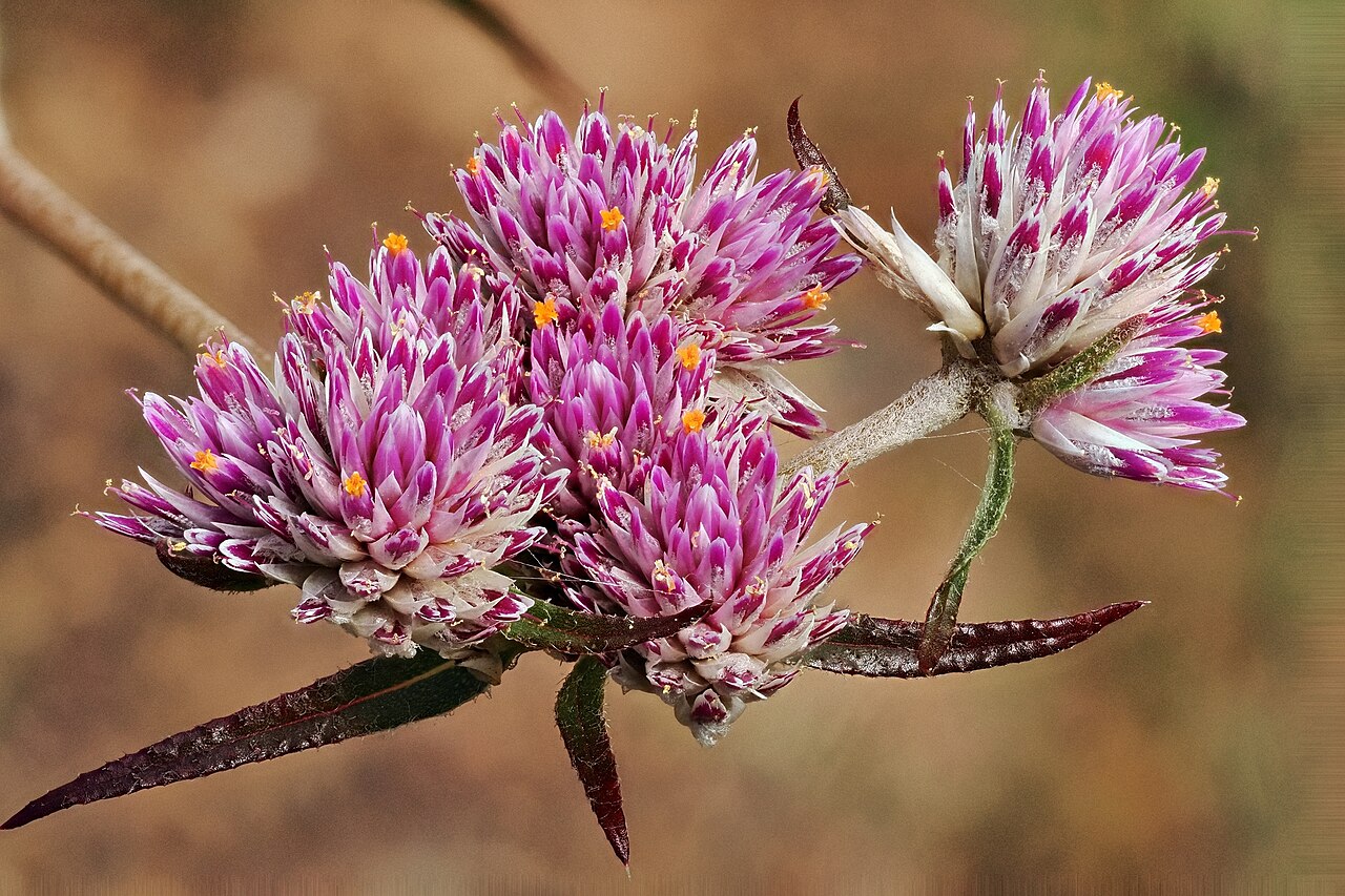 Philoxerus flaccidus: Gomphrena Weed ( Gomphrena flaccida ) in Australia