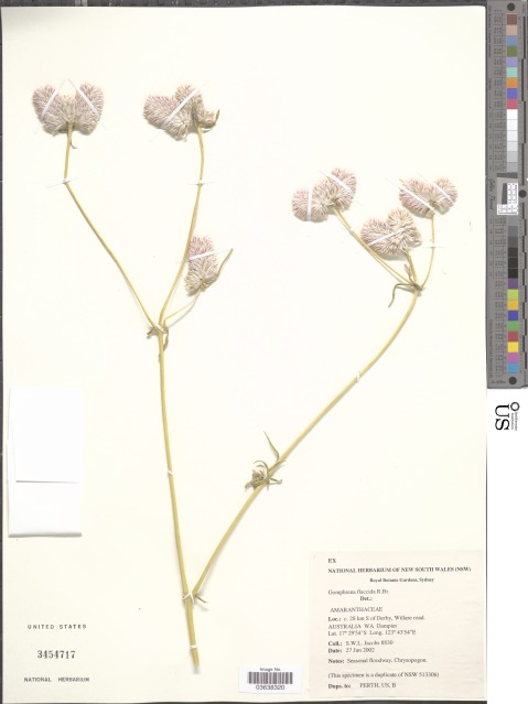 Philoxerus flaccidus: An image of a Gomphrena flaccida