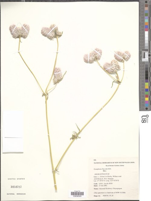 Philoxerus flaccidus: An image of a Gomphrena flaccida