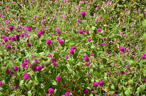 Common globe amaranth: A Gomphrena globosa, cujo nome popular é Perpétua, é da Família Amaranthaceae. Pode chegar de 30 a 40 cm de altura e suas flores originalmente tem coloração rox