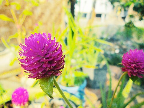 Common globe amaranth: Gomphrena globosa