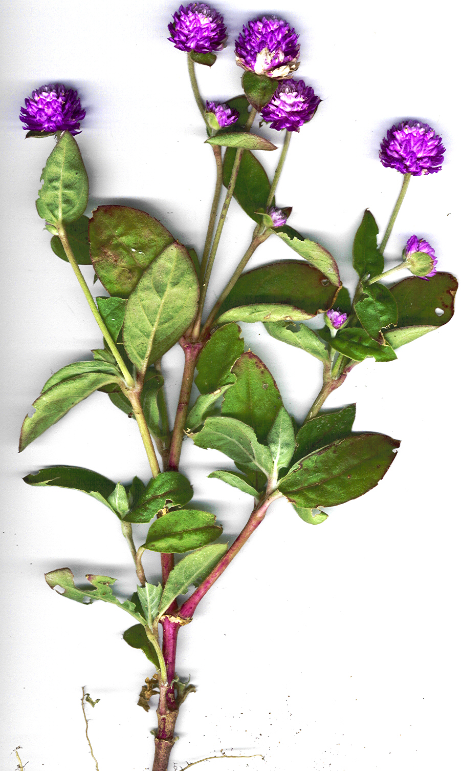 Common globe amaranth: Gomphrena globosa (plant). Location: Maui, Kanaha Beach