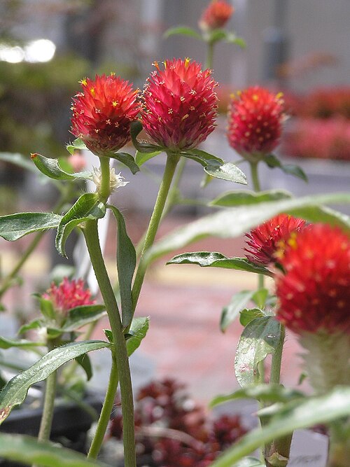 Rio Grande globe amaranth: Gomphrena haageana