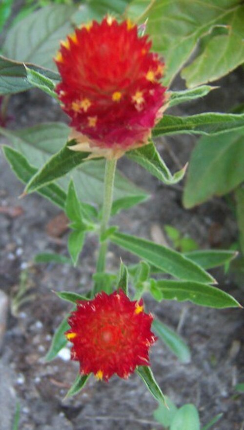 Rio Grande globe amaranth: Jon Gittins