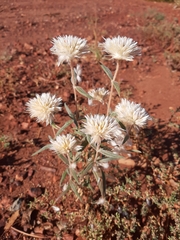 Gomphrena kanisii (Gomphrena kanisii)