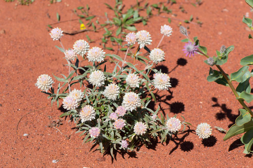 Gomphrena kanisii (Gomphrena kanisii)