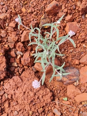 Gomphrena kanisii (Gomphrena kanisii)