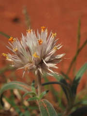 Gomphrena kanisii (Gomphrena kanisii)