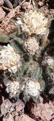 Gomphrena meyeniana (Gomphrena meyeniana)