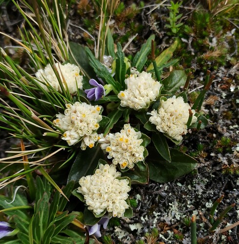 Gomphrena meyeniana (Gomphrena meyeniana)