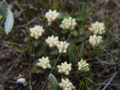Gomphrena meyeniana (Gomphrena meyeniana)