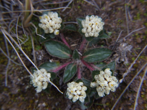 Gomphrena meyeniana (Gomphrena meyeniana)