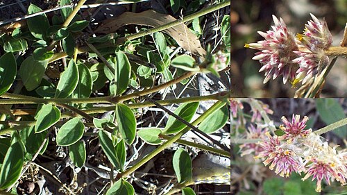 Gomphrena perennis: Gomphrena perennis var. perennis . Amaranthaceae. Fotos tomadas en campo graminoso de suelo arenoso-pedregoso cercano a Palmar y al margen del lago, departament