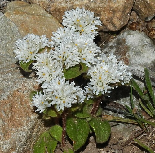 Gomphrena phaeotricha (Gomphrena phaeotricha)