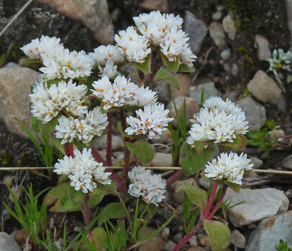Gomphrena phaeotricha (Gomphrena phaeotricha)