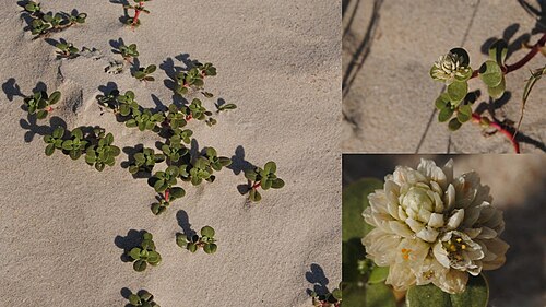 Philoxerus: Blutaparon portulacoides var. commersonii . Amaranthaceae. Fotos tomadas sobre dunas en Santa Lucía del Este al margen del Río de la Plata, Uruguay.