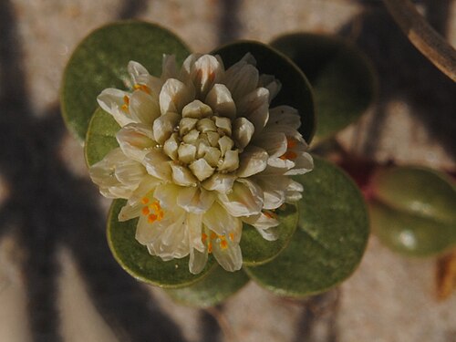 Philoxerus: Blutaparon portulacoides var. commersonii . Amaranthaceae. Fotos tomadas sobre dunas en Santa Lucía del Este al margen del Río de la Plata, Uruguay.