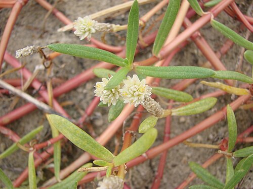 Philoxerus: Blutaparon portulacoides - AMARANTHACEAE - Praia do Mo�ambique - Florian�polis - SC - Brasil