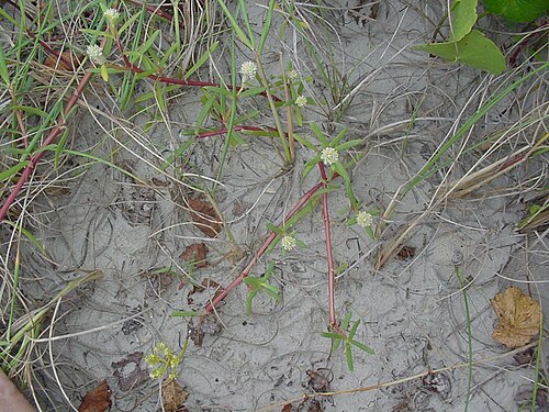 Philoxerus: Blutaparon portulacoides - AMARANTHACEAE - Praia do Sonho - Palho�a - SC - Brasil