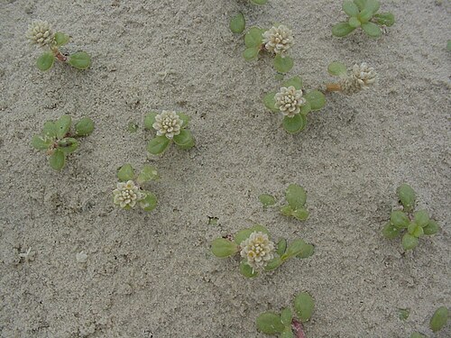 Philoxerus: Blutaparon portulacoides - AMARANTHACEAE - Parque Nacional da Lagoa do Peixe - Tavares - RS - Brasil