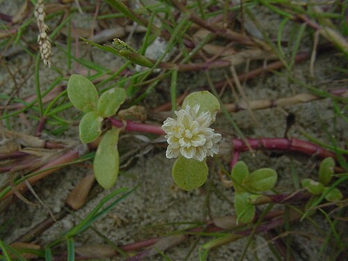 Philoxerus: Blutaparon portulacoides - AMARANTHACEAE - Parque Nacional da Lagoa do Peixe - Tavares - RS - Brasil
