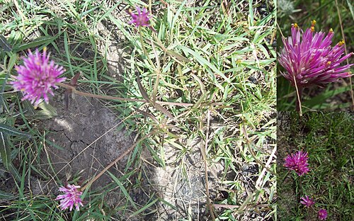 Gomphrena pulchella: Gomphrena pulchella ssp. pulchella . Amaranthaceae. Fotos tomadas en blanqueal al margen de la Ruta 55 cercano al empalme con Ruta 3, departamento de Río Negro,