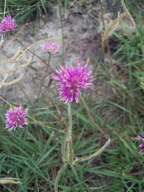 Gomphrena pulchella: Gomphrena pulchella ssp. pulchella . Amaranthaceae. Fotos tomadas en blanqueal al margen de la Ruta 55 cercano al empalme con Ruta 3, departamento de Río Negro,