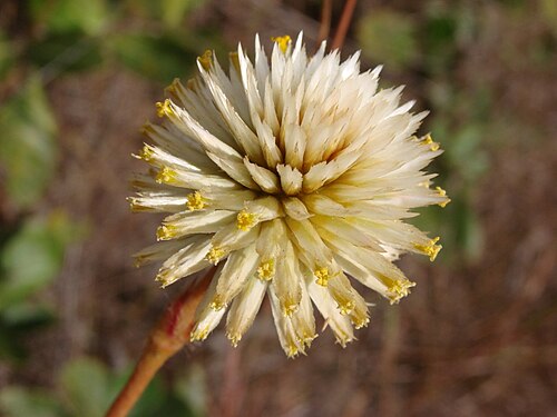 Xeraea scapigera: Gomphrena scapigera - AMARANTHACEAE - Parque Estadual do Biribiri - Serra do Espinhaço - Diamantina - Minas Gerais - Brasil.