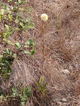 Xeraea scapigera: Gomphrena scapigera - AMARANTHACEAE - Parque Estadual do Biribiri - Serra do Espinhaço - Diamantina - Minas Gerais - Brasil.