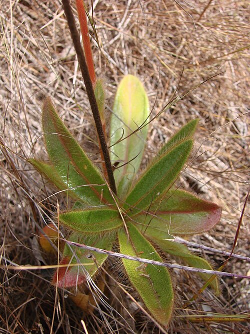 Xeraea scapigera: Gomphrena scapigera Mart. - AMARANTHACEAE - Parque Estadual do Biribiri - Serra do Espinhaço - Diamantina - Minas Gerais - Brasil.