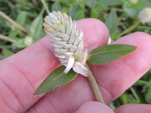 Arrasa con todo (Gomphrena serrata)