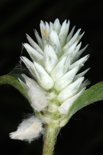 Arrasa con todo (Gomphrena serrata)