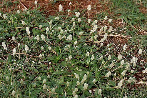 Arrasa con todo: Gomphrena serrata in Hyderabad , India .