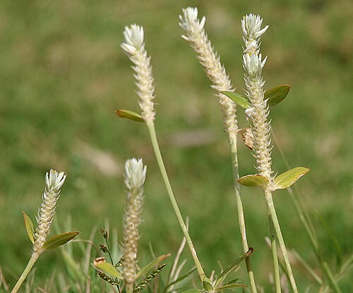 Arrasa con todo: Gomphrena serrata in Hyderabad , India .