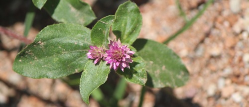 Arrasa con todo (Gomphrena serrata)