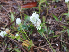 Arrasa con todo (Gomphrena serrata)