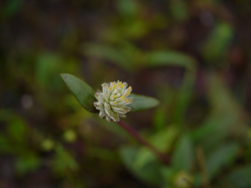 Arrasa con todo (Gomphrena serrata)