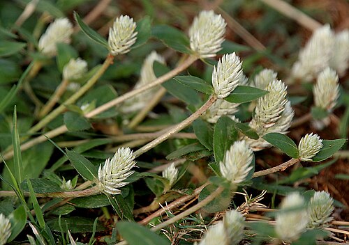 Arrasa con todo: Gomphrena serrata in Hyderabad , India .