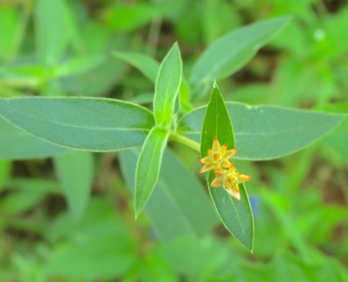 Arrasa con todo (Gomphrena serrata)