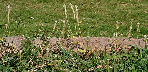 Arrasa con todo: Gomphrena serrata in Hyderabad , India .