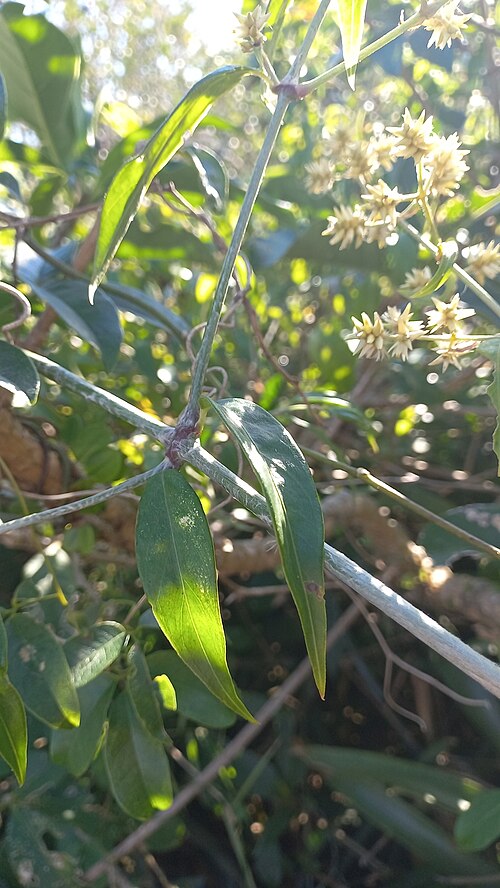 Xeraea vaga: Gomphrena vaga in Brazil