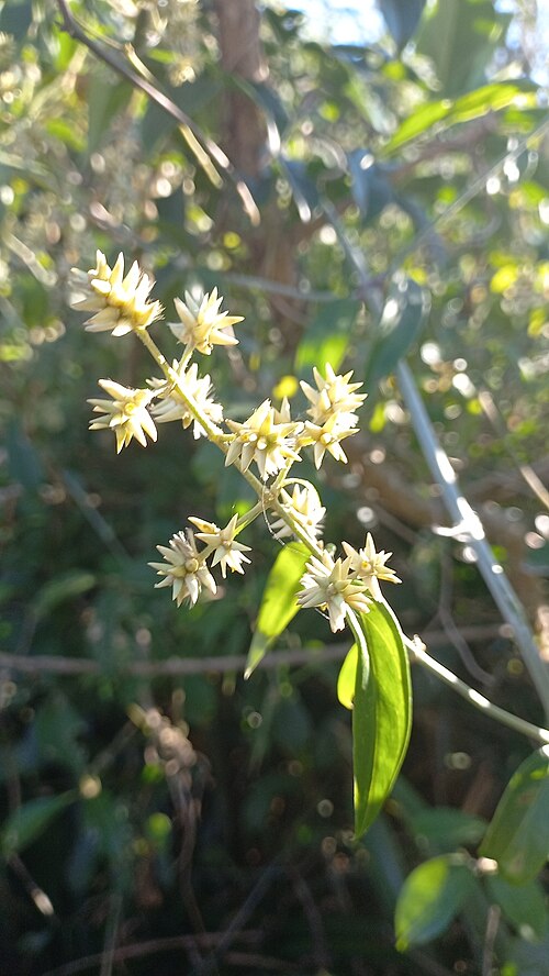 Xeraea vaga: Gomphrena vaga in Brazil