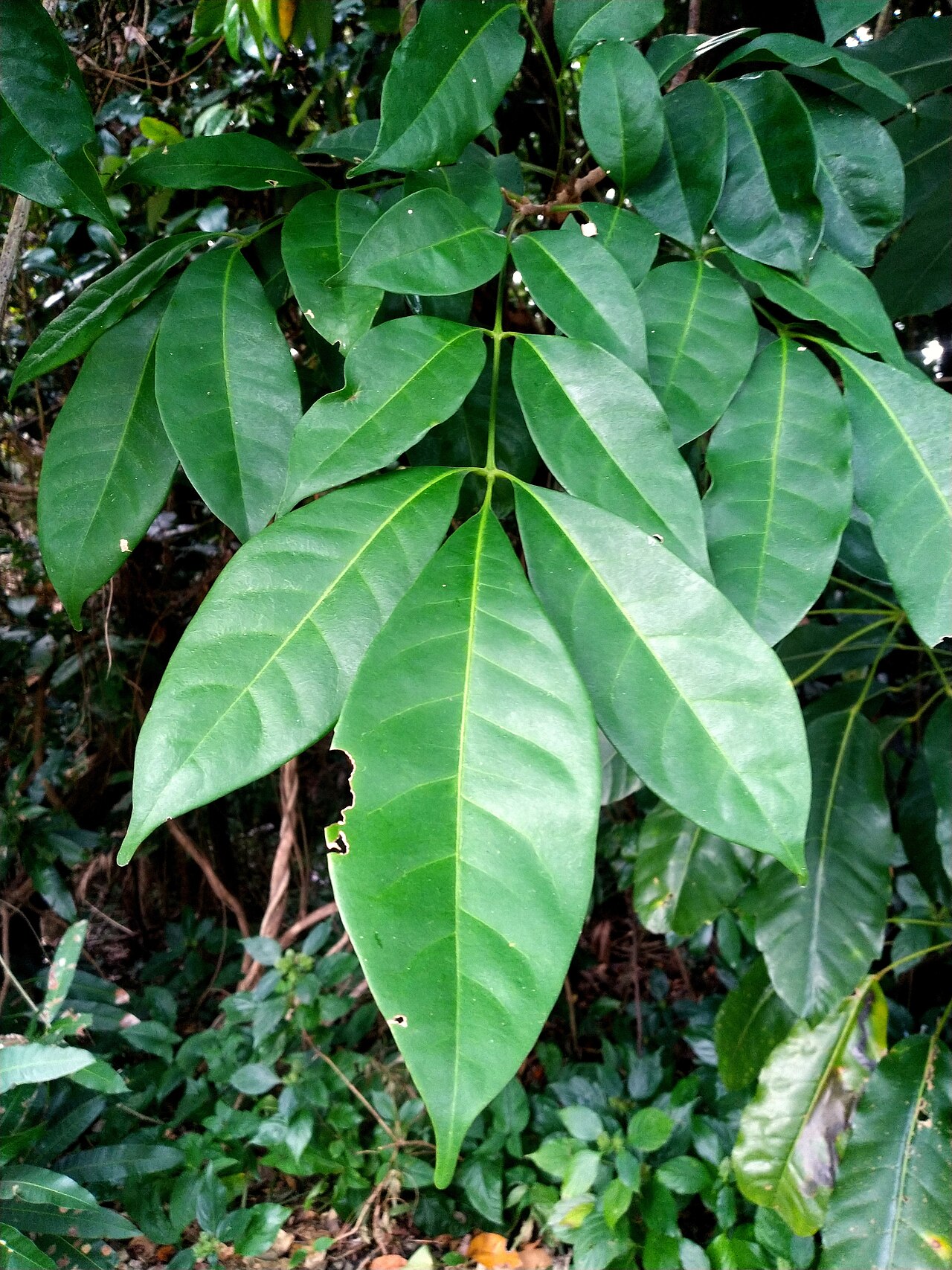 Mossman mahogany: Foliage of the Mossman mahogany, Dysoxylum arborescens. Cairns, Queensland, August 2022
