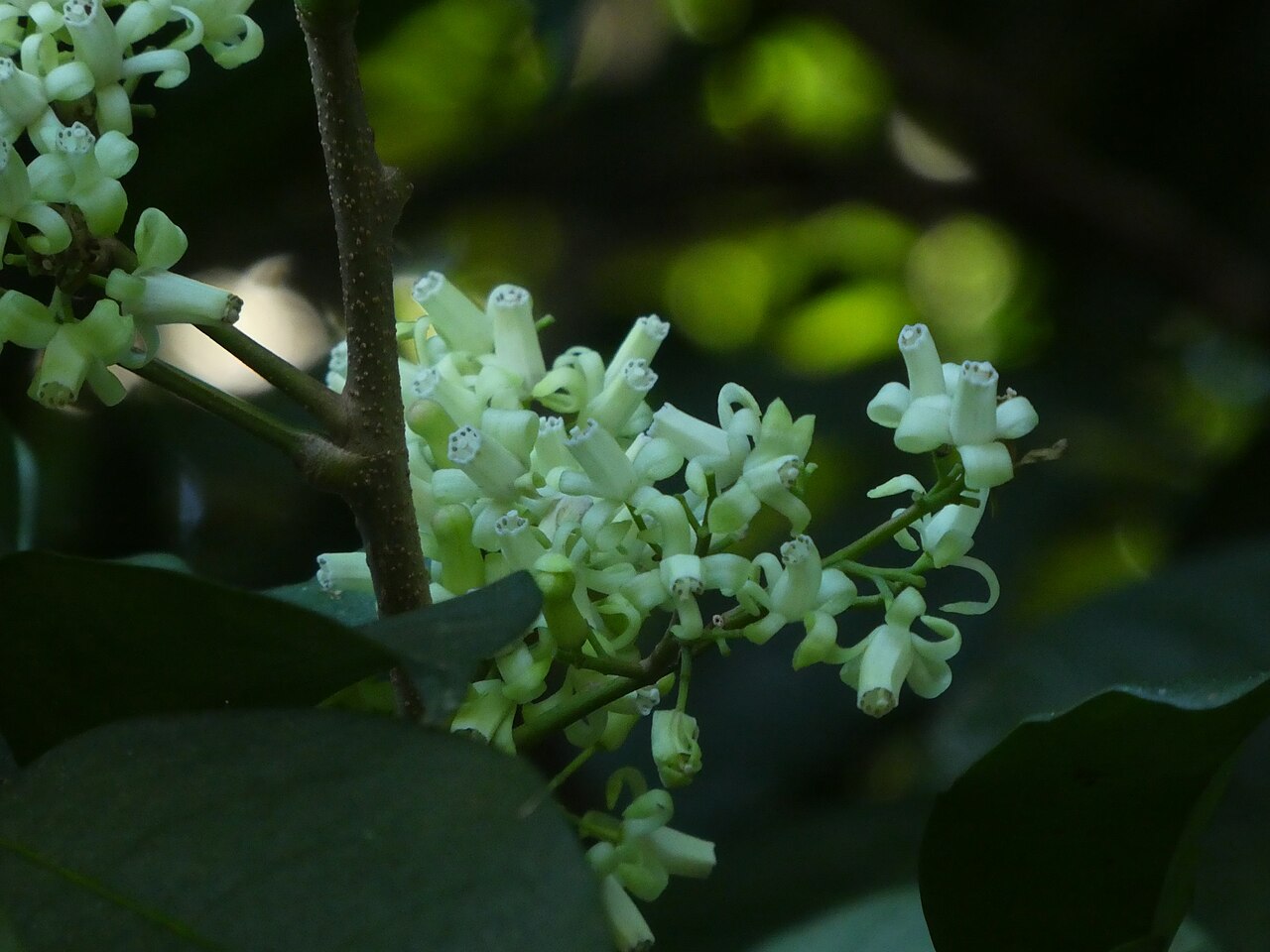 Mossman mahogany: Flowers of Mossman mahogany, Dysoxylum arborescens