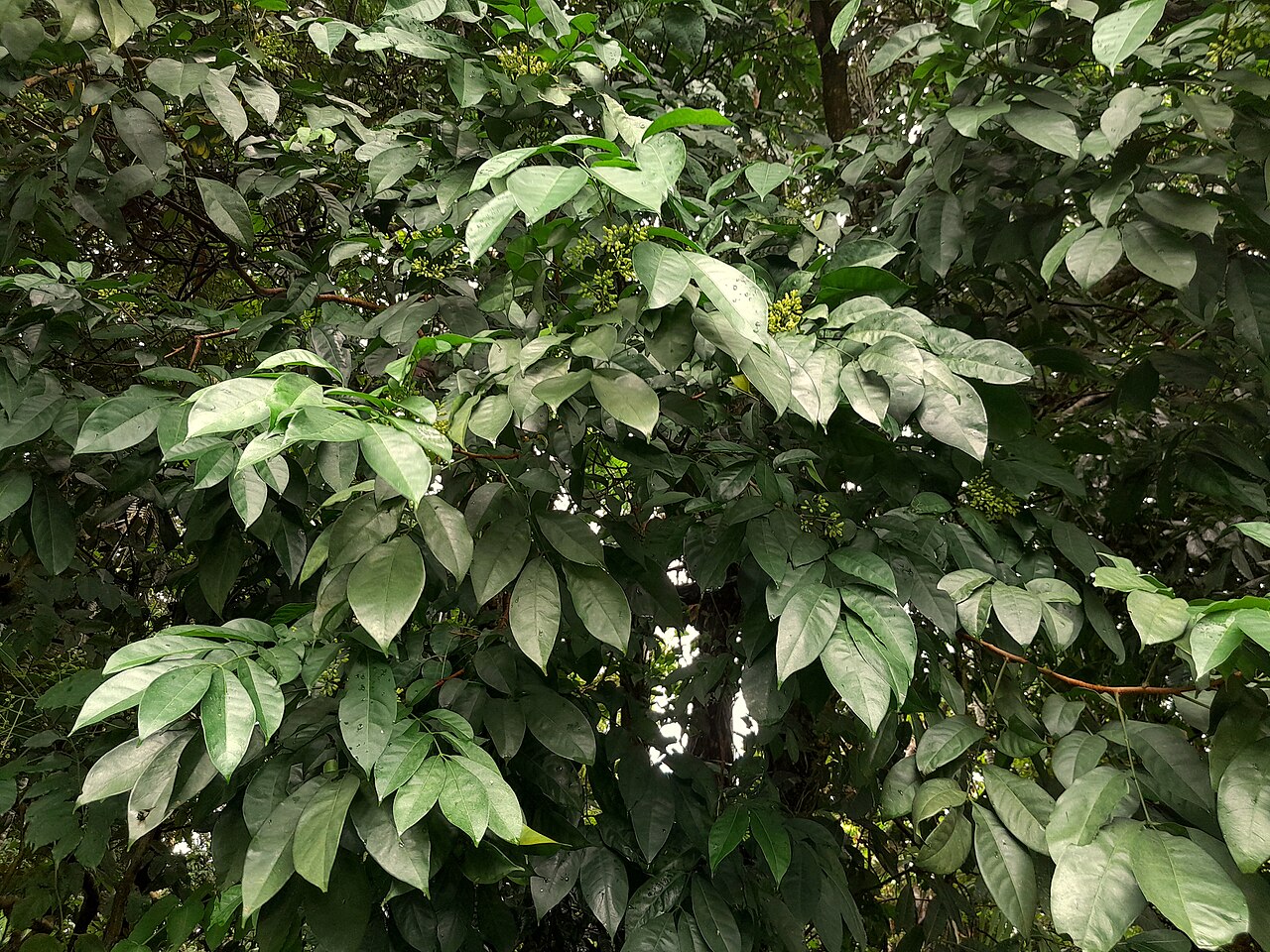 Mossman mahogany: Dysoxylum arborescens foliage