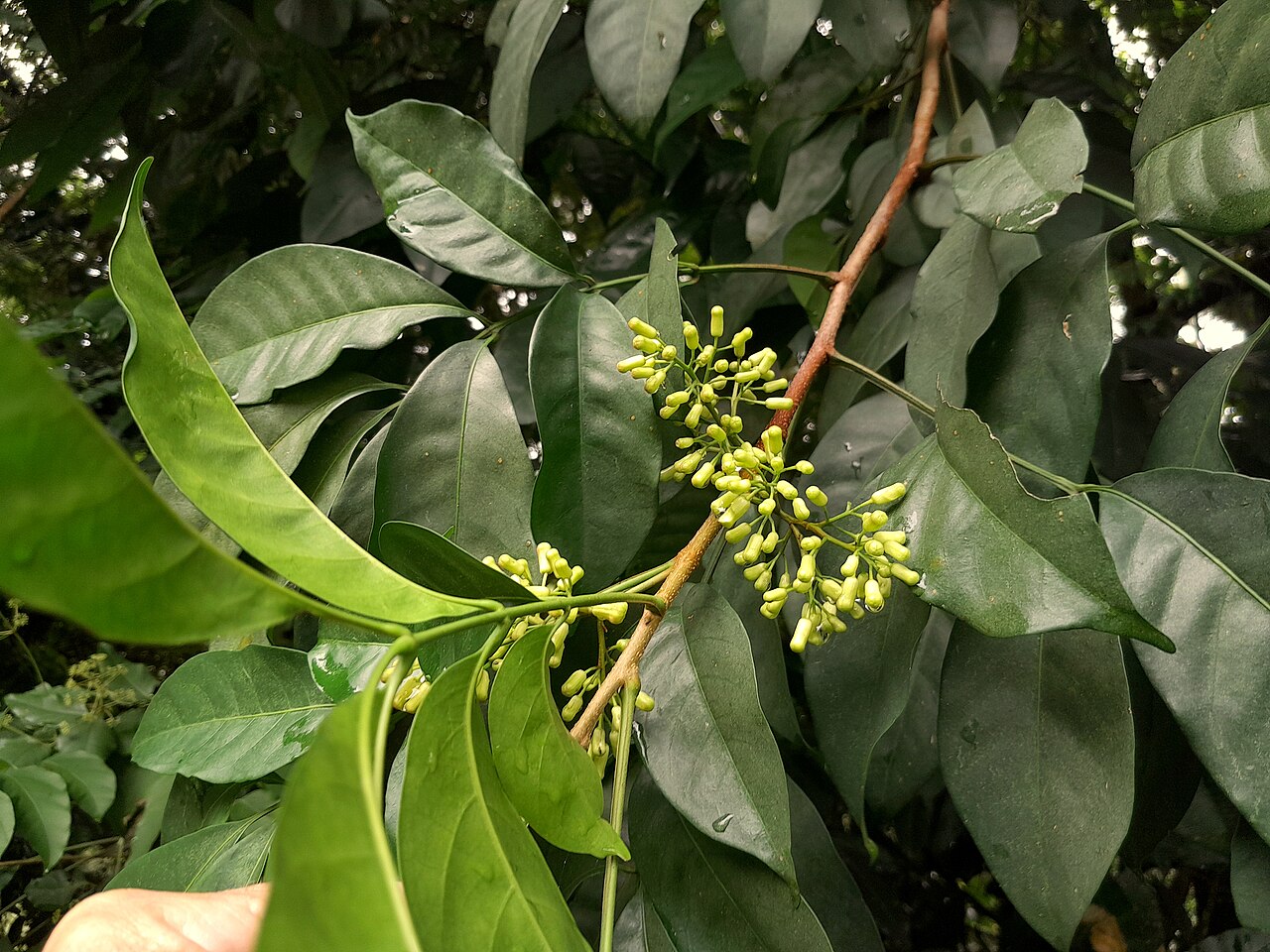 Mossman mahogany: Dysoxylum arborescens flower buds