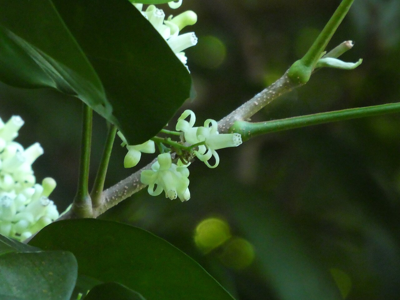 Mossman mahogany: Flowers of Mossman mahogany, Dysoxylum arborescens