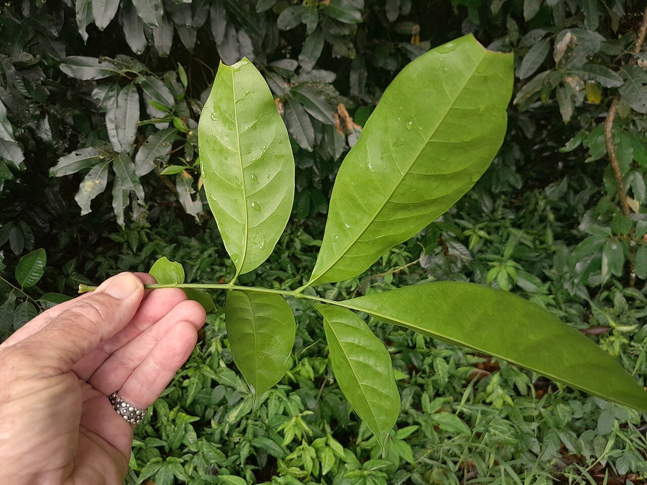 Mossman mahogany: Dysoxylum arborescens foliage